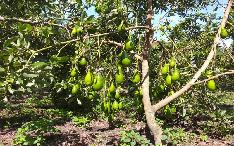  Pemkab Blitar Kembangkan Klaster Alpukat Unggul Lokal