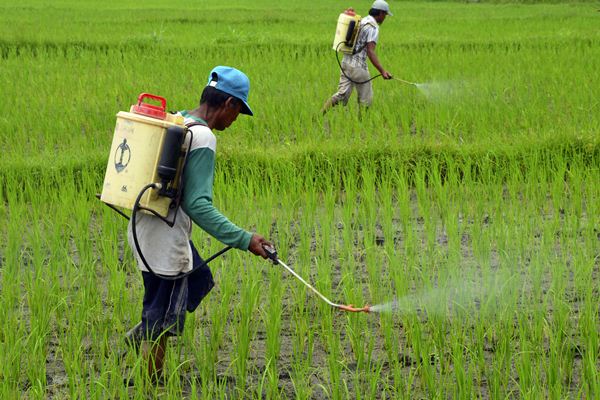  Petani di Lebak Banten Mengeluhkan Kelangkaan Pupuk Bersubsidi