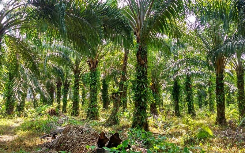  Harga Sawit Naik, Petani di Sumbar Hadapi Tantangan Lain