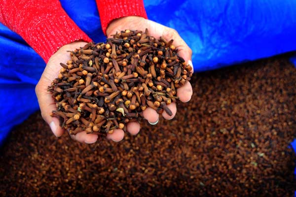  Panen Raya Cengkeh tak Terserap Pasar, Petani Buleleng Menjerit