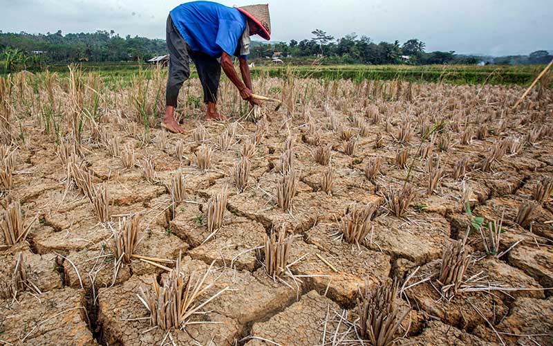  Kekeringan Mulai Terjadi di Sejumlah Wilayah di Indonesia