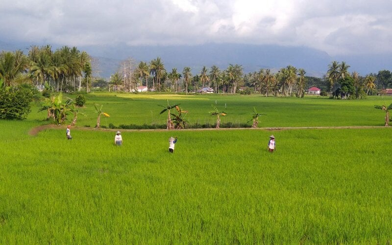  Asuransi Usaha Tani Padi di Ranah Minang Kurang Dimanfaatkan