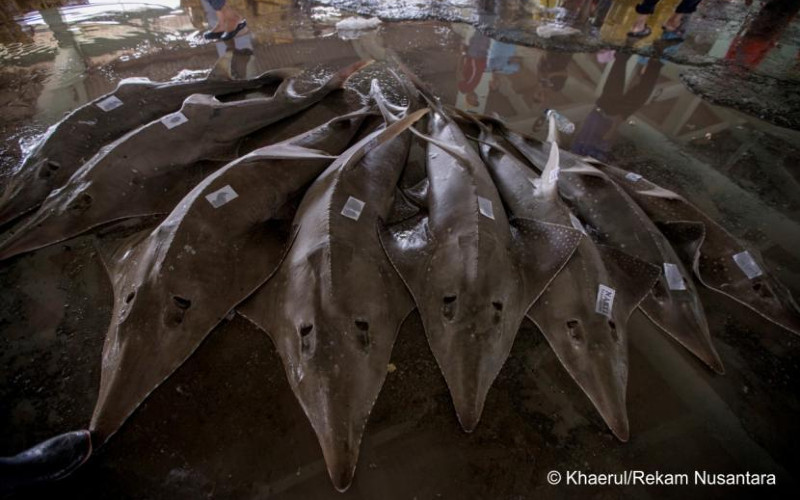  Gawat! Ikan Pari Kekeh dan Kikir Terancam Punah