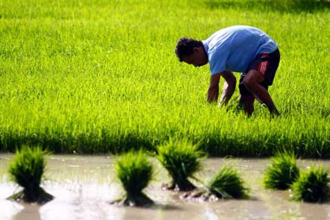  OPTIMALISASI PERTANIAN SUMSEL  : BUMD Agribisnis Dipastikan Terealisasi 