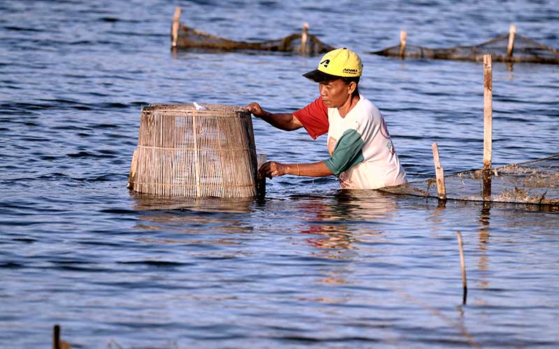  Pemerintah Targetkan Ekspor Udang Nasional Meningkat 250 Persen Pada 2024