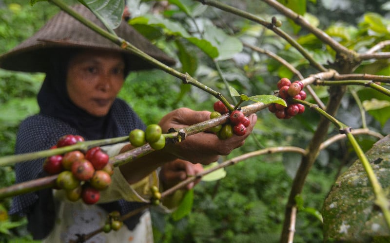  Indonesia Ingin Menjadi Produsen Kopi Nomor 2 Dunia Kembali