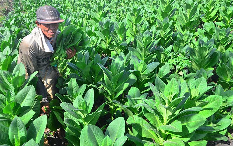  Harga Tembakau di Tingkat Petani Turun Akibat Pandemi Covid-19