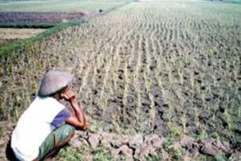  Pupuk Subsidi Kurang, 552.000 Ha Sawah di Sumbar Terancam Gagal Tanam