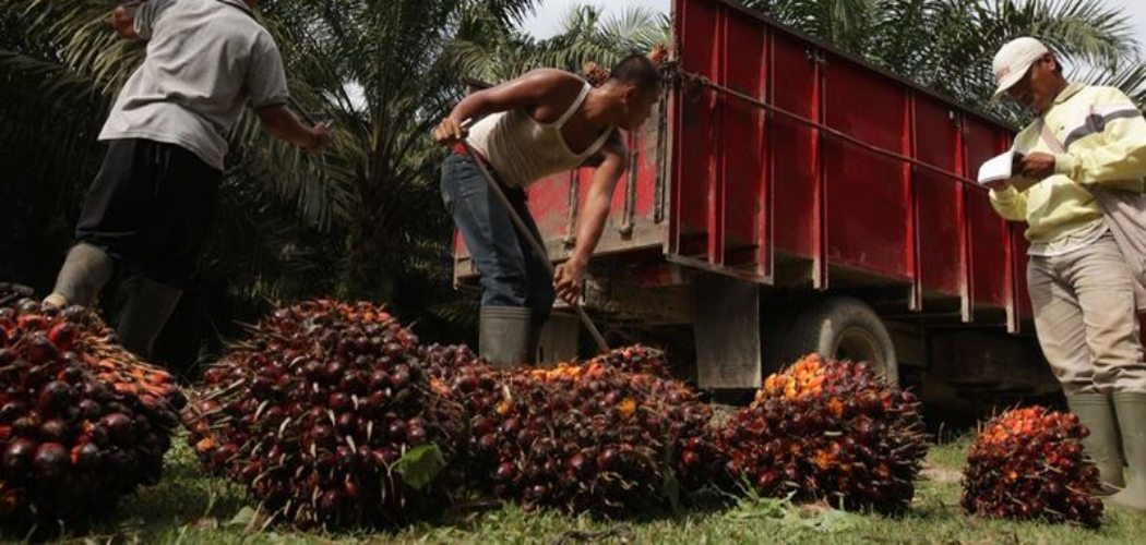  Historia Bisnis: Gertakan Bulog untuk Impor CPO