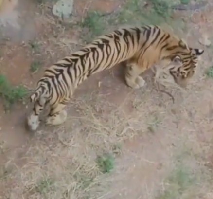 Viral Video Harimau Kurus, Ini Kondisi Kesehatannya