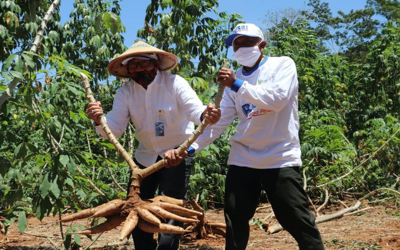  Pusri Kembangkan Pupuk NPK untuk Singkong