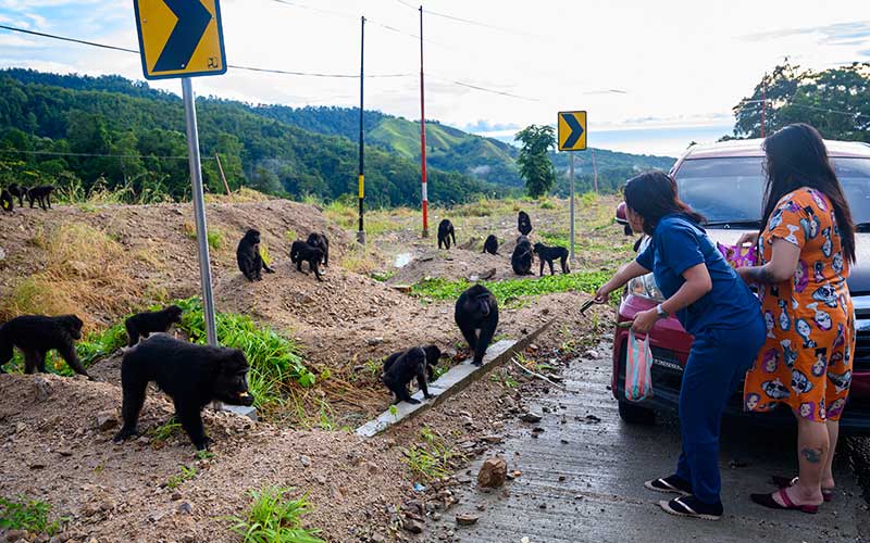  Warga Tetap Memberikan Makan Kera Hitam Meski Sudah Dilarang BKSDA