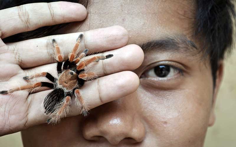  Pelajar di Garut Jawa Barat Isi Waktu Luang Saat Pandemi Dengan Ternak Tarantula