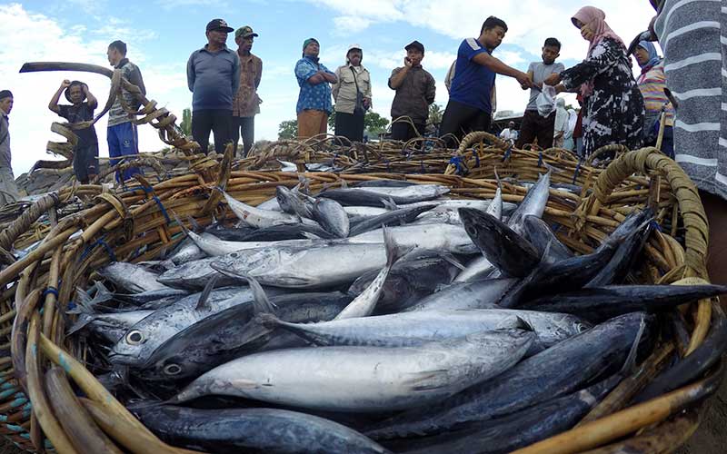  Masa Pandemi Covid-19 Tangkapan Nelayan Melimpah, Namum Daya Beli Masyarakat Turun