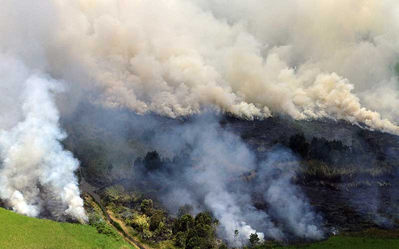  BPBD Kalimantan Selatan Mencatat Hingga September 2020 Kebakaran Hutan dan Lahan Mencapai 103,12 Hektare