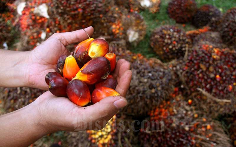  Harga TBS Sawit di Riau Naik Tipis Jadi Rp2,048,64 per Kilogram