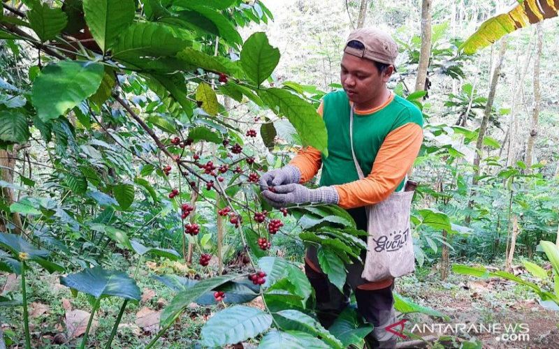  Kopi Gucialit Diminati Pasar Luar Negeri hingga ke Rusia