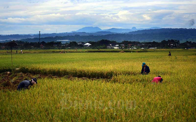 Ilustrasi: Petani memanen padi di sawah garapannya./Bisnis-Abdurachman