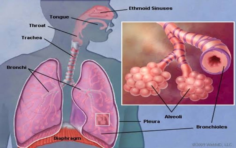  Shock Sepsis Irreversible, Penyebab Sekda DKI Saefullah Meninggal. Apakah Itu?