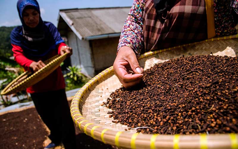  Panen Biji Cengkih Alami Peningkat Namun Harga Alami Penurunan