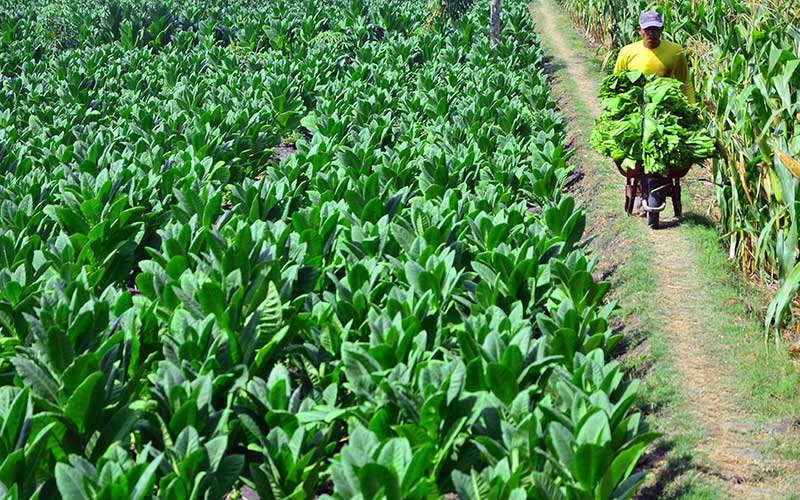  Produksi Tembakau 2020 Diramalkan Susut, Ini Penyebabnya