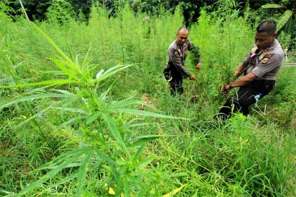 Polda Bengkulu Temukan Ladang Ganja 2 Hektare