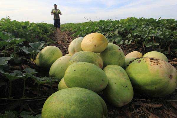  Hortikultura Dinilai Masih Berpeluang di Tengah Pandemi