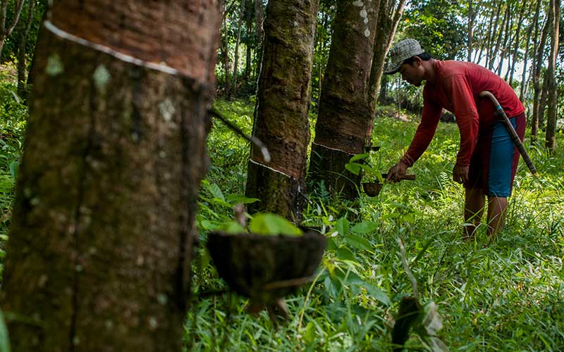  Kementerian PUPR Alokasikan Anggaran Senilai Rp120 Miliar Untuk Membeli Karet Dari Petani