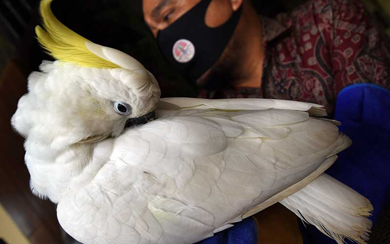  BKSDA Banten Amankan Seekor Burung Kakatua Jambul Kuning Yang Dipelihara Warga