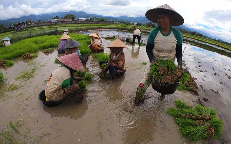  Upah Nominal Harian Buruh Tani Nasional Pada Agustus 2020 Naik Sebesar 0,12 persen