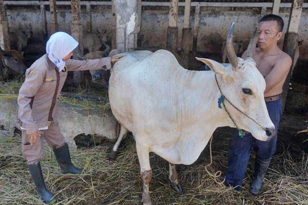  Kementan Bakal Perbanyak Balai Embrio Sapi  