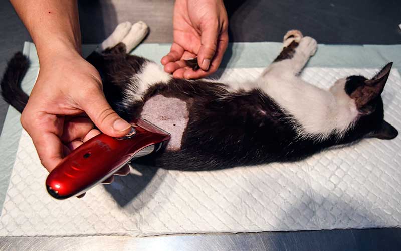  Sambut Hari Rabies Sedunia, Sejumlah Klinik Hewan di Jakarta Gelar Sterilisasi Kucing dan Vaksinasi Rabies Gratis
