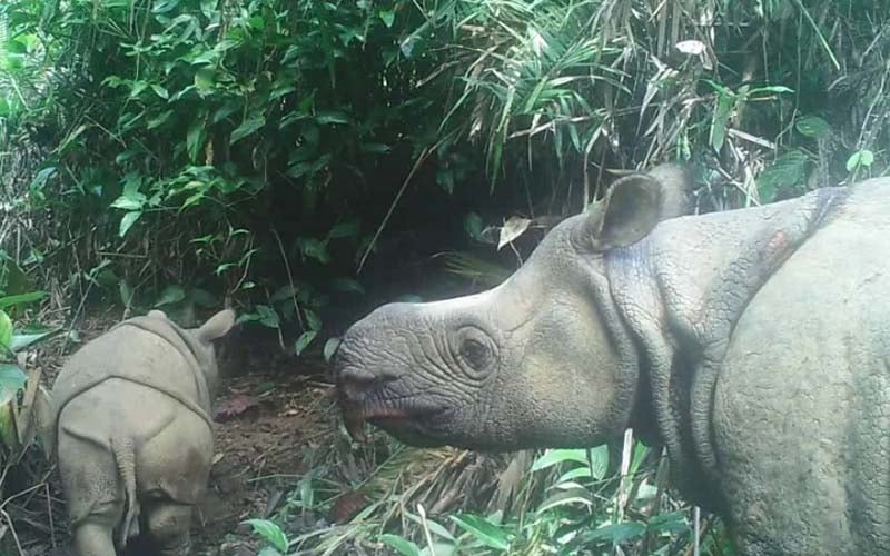  2 Badak Jawa Lahir di Taman Nasional Ujung Kulon