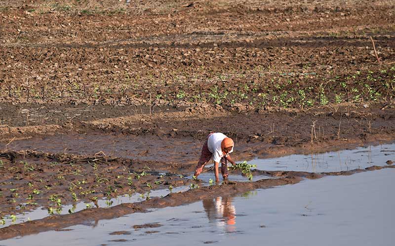  Petani Manfaatkan Menyusutnya Air Waduk Untuk Menanam Sayur Jenis Umur Pendek