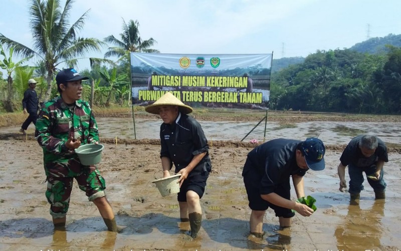  Padi Gogo Sawah Jadi Andalan Purwakarta di Masa Paceklik