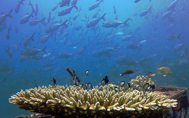  Terumbu Karang Hasil Transplantasi di Banyuwangi Menjadi Habitat Biota Laut