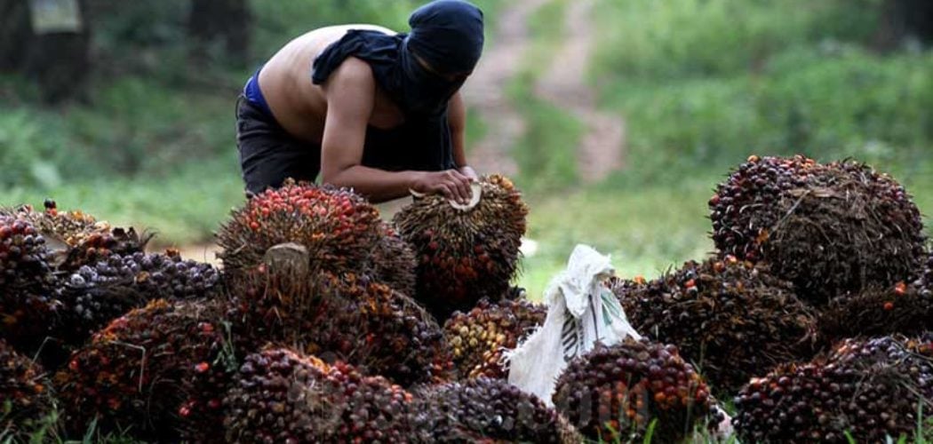  Siap-Siap, Emiten Perkebunan Bakal Raup Berkah