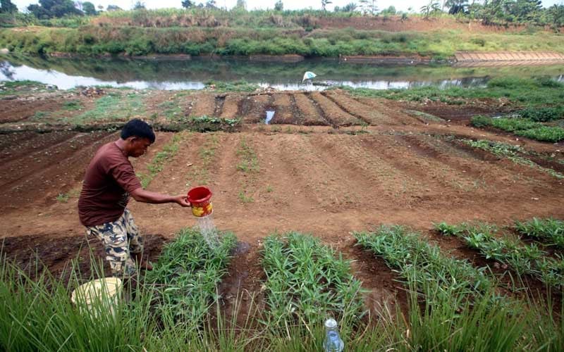  Aliran Sungai Citarum Mengering Dimanfaatkan Warga Untuk Bercocok Tanam