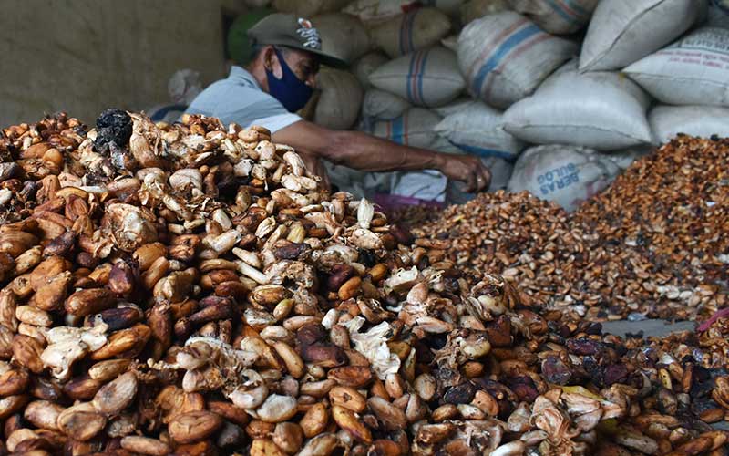  Harga Biji Kakao di Petani Alami Kenaikan