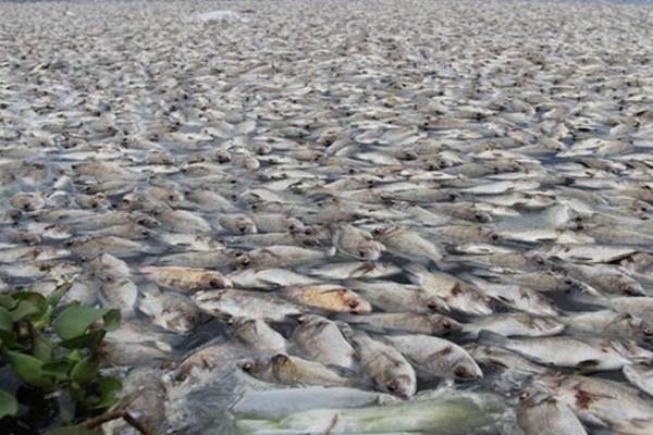  Pemanasan Global Sebabkan Kematian Masal Ikan di Laut