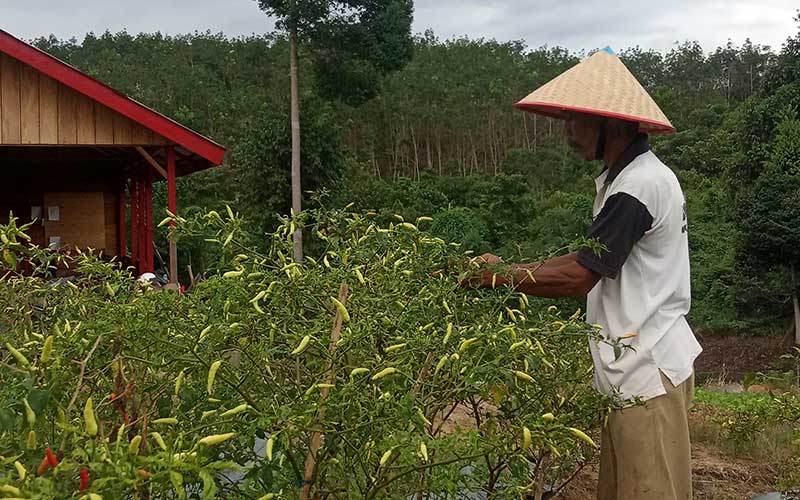  PT Lestari Asri Jaya Berkomitmen Tingkatkan Kesejahteraan Petani Hutan