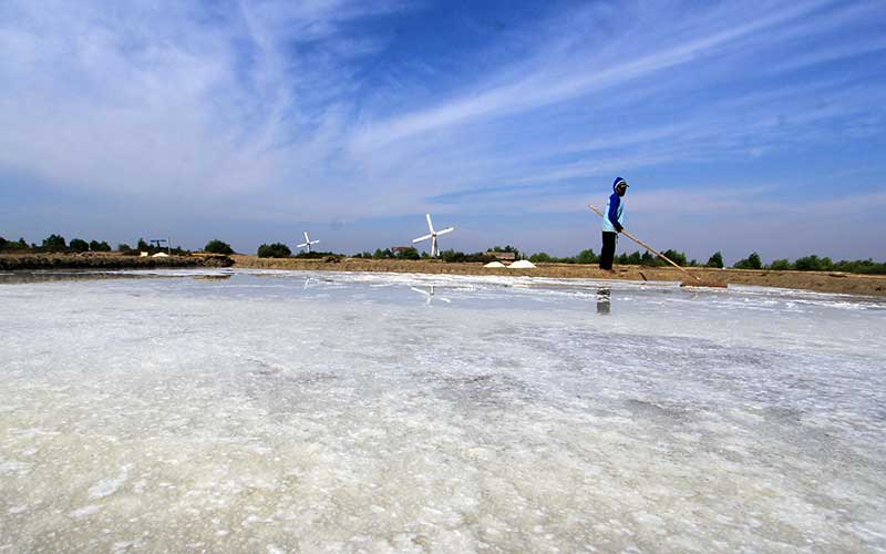  Petambak Garan di Indramayu Keluhkan Produksi Garam Menurun Karena Musim Kemarau Basah