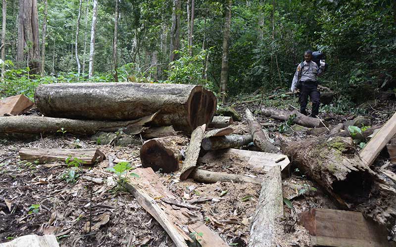  Tidak Ada Tindakan Tegas Pemerintah, Hutan Pegunungan Seulawah Terancam Gundul