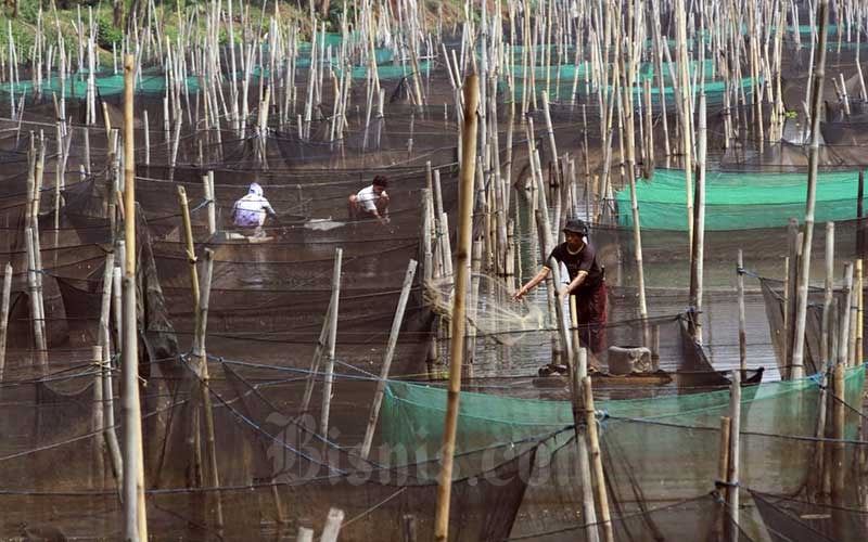  Kementerian Kelautan dan Perikanan Manargetkan Bantuan Benih Ikan Air Tawar Sebanyak 48,96 Juta Ekor Pada 2020