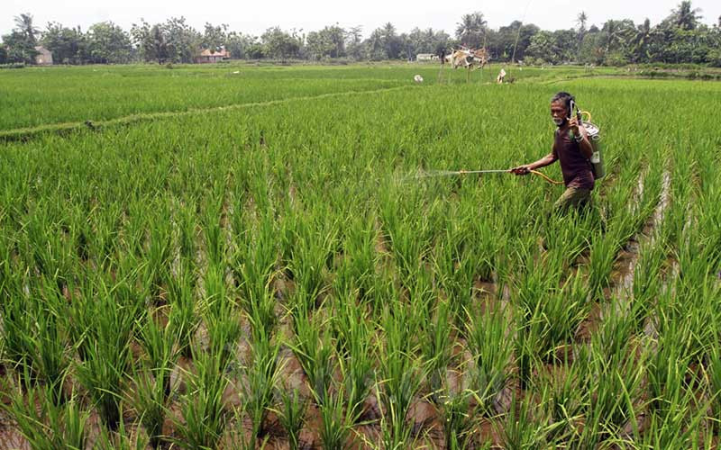  Kementerian Pertanian Himbau Pentani Untuk Manfaatkan Asuransi Usaha Tani Padi