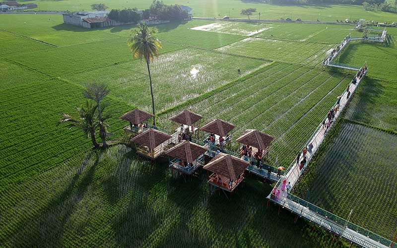  Wisata Sawah di Gorontalo Menjadi Tambahan Ekonomi Penduduk Setempat