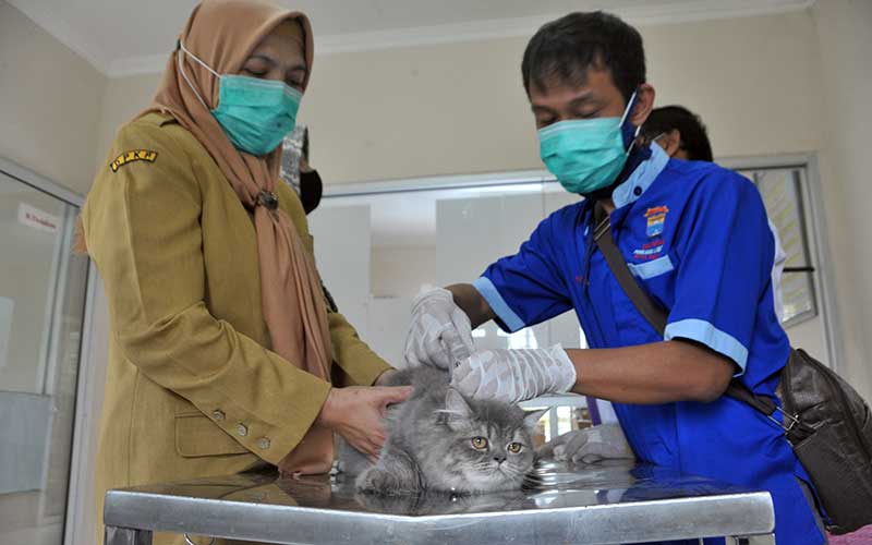  Peringati Hari Rabies Sedunia, Pemkot Palembang Gelar Penyuntikan Vaksin Rabies Gratis