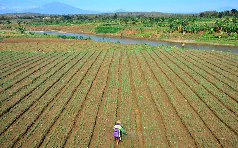  Warga di Boyolali Manfaatkan Aliran Sungai Yang Surut Untuk Bertani