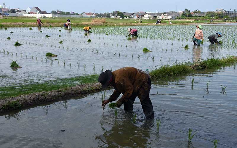  Lahan Pertanian di Ibu Kota Terus Menyusut Akibat Pembangunan Yang Masif