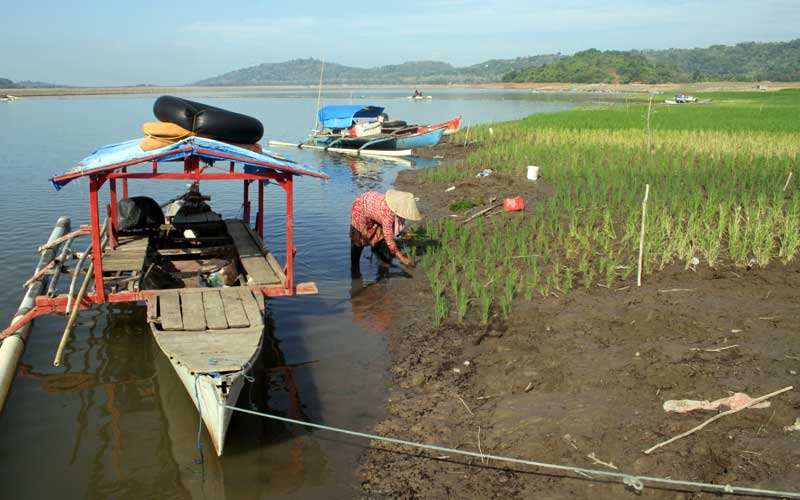  Petani Manfaatkan Waduk Yang Kering untuk Bertani